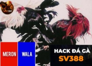 Hack đá gà, phần mềm hack đá gà trực tuyến SV388